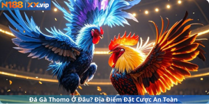 Đá Gà Thomo Ở Đâu? Địa Điểm Đặt Cược An Toàn