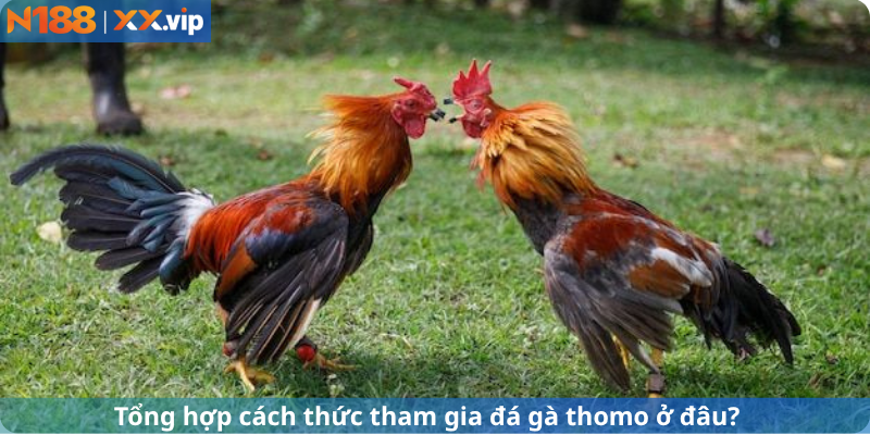 Tổng hợp cách thức tham gia đá gà thomo ở đâu?
