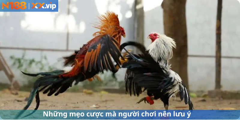 Những mẹo đánh giá mà người chơi nên lưu ý