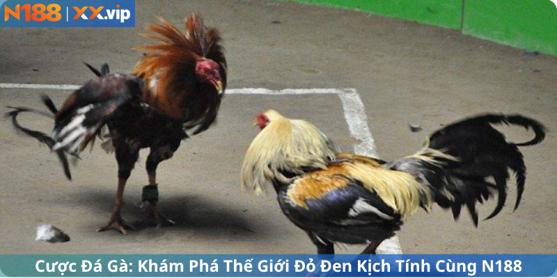 Cược Đá Gà: Khám Phá Thế Giới Đỏ Đen Kịch Tính Cùng N188