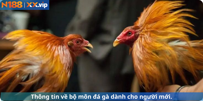 Thông tin về bộ môn đá gà dành riêng cho người mới.