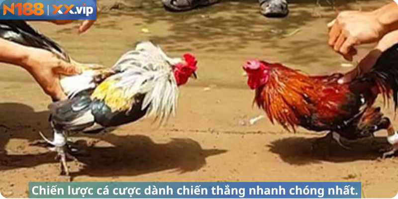 Chiến lược chiến đấu dành riêng giành chiến thắng nhanh nhất.