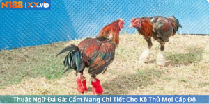 Thuật Ngữ Đá Gà: Cẩm Nang Chi Tiết Cho Kê Thủ Mọi Cấp Độ
