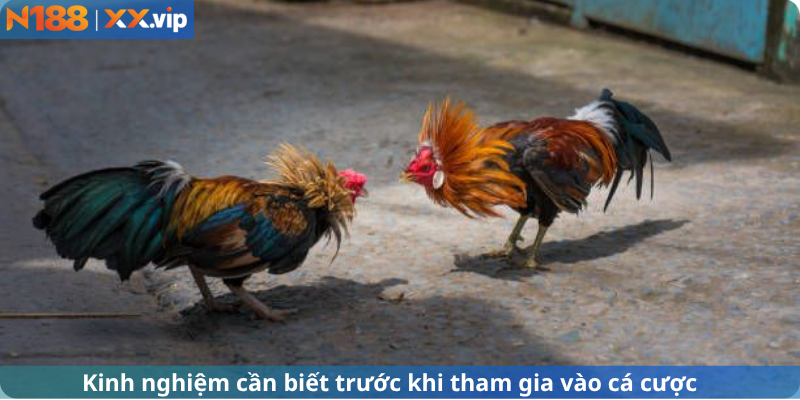 Kinh nghiệm cần biết trước khi tham gia đánh giá